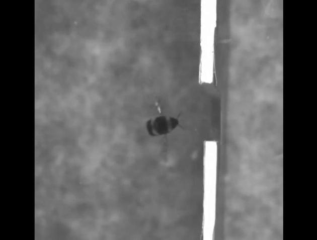 当缺口小于熊蜂的翼展时，它们会停下来打量一番，然后侧身穿过缺口而不损伤翅膀