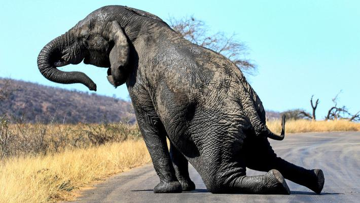 庞然大物也呆萌:大象练瑜伽!