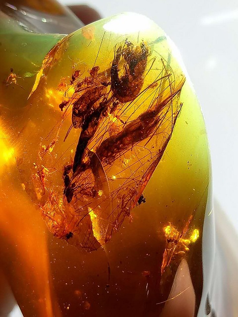 聚集的虾