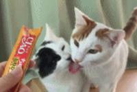 GIF |甚至对食物不感兴趣