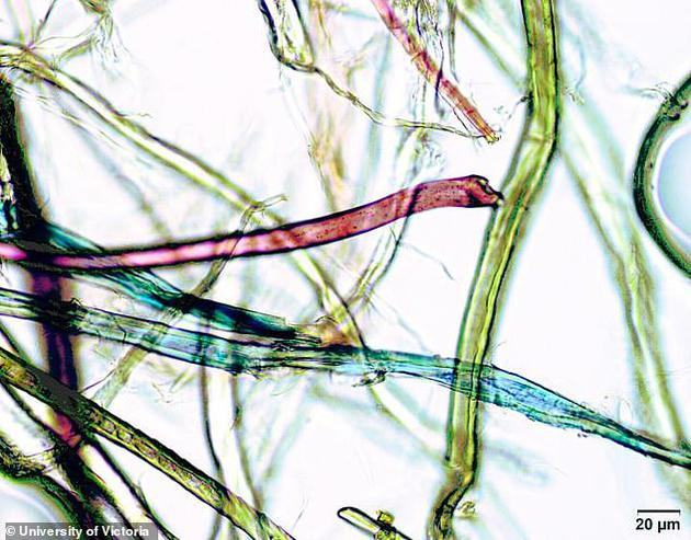 　　20世纪40年代，塑料开始大规模生产，此后这类多用途的聚合材料在全球迅速蔓延，也产生了无数的塑料垃圾
