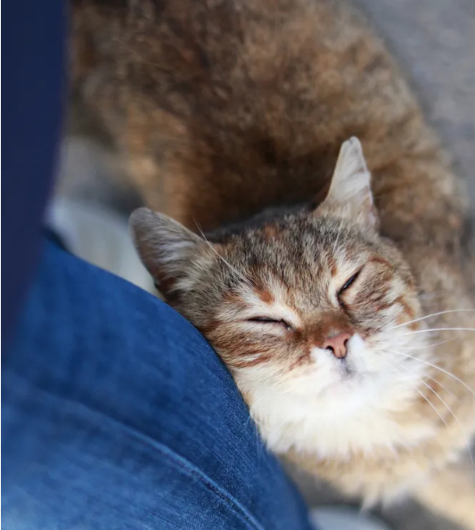 3、猫传递自己与人类亲情的另一种方式是“蹭来蹭去”，表示与主人的亲近友好。