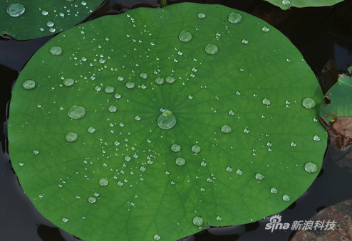 荷叶就是现实中的原型