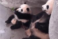 GIF|超搞笑!熊猫妈妈从宝宝手里抢食:你少吃点吧!