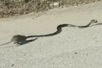 GIF|老鼠斗巨蛇!什么时候这食物链反过来了?