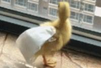 GIF|一起冲鸭!有了自制尿不湿再也不怕发生意外