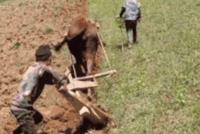 GIF|小孩牵牛犁地!穷人家的孩子早当家,这话真不假