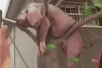 GIF|终于!母猪会上树了,所以男人还能靠得住?