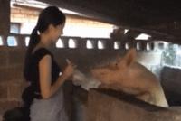 GIF|这么漂亮有气质的妹子却被打发来喂猪 可惜了