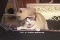 GIF|一猫一狗 画面太污!猫的表情为何如此传神?