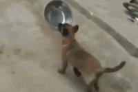 GIF|每到饭点都是狗子最开心的时刻:叼起小盆冲啊
