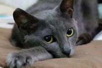 GIF|熊:这俄罗斯人养的猫,谁顶得住啊