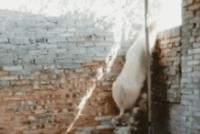 GIF|上天了!母猪不一定能上树,但会翻墙……