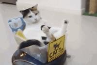 GIF|猫生巅峰!喵王“微服出巡” 打起哈欠不要太舒适!
