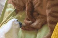 GIF|足疗时间!两只鹦鹉“伺候”霸道喵总裁