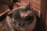 GIF|大橘:看我干嘛!我看你作业还能不能写完?