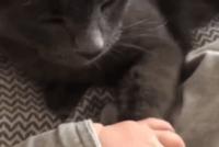 GIF|面对可爱的小主人,喵也高冷不起来:牵着吧!