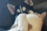 GIF|能降服二哈的只有猫了 哈哈哈