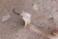 GIF|能降服二哈的只有猫了 哈哈哈