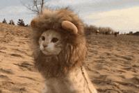 GIF|是喵还是狮子王:Tony老师!我的洗剪吹值多少钱