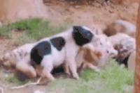 GIF|小猪厉害要上天:说出来你可能不信 我揍过老虎