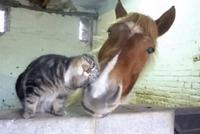 GIF|动物之间的真感情:猫咪跟马相爱 只是一场意外