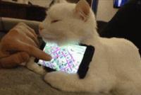 GIF|猫到用时方恨少:全新喵星人牌手机支架