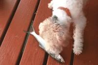 GIF|你看你居然被一条小鱼吓成这样,真是丢狗脸啊
