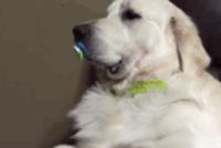 GIF|你已经是一只成熟的金毛了,不能再吸奶嘴儿啦