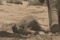GIF|象宝宝不要面子吗:在哪摔倒就要在哪爬起来!