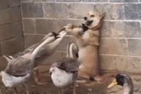 GIF|狗子:我竟被一群大鹅围攻了,而且毫无招架之力...