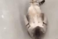GIF|这年头宠物都在练马甲线:你还不为肚子努力吗