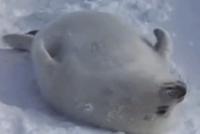 GIF|冰天雪地里小海豹露出肚皮:圆滚滚算啥,看这里