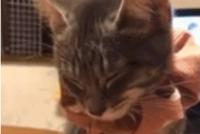 GIF|像不像你晚上困了又舍不得睡觉的样子
