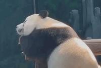熊猫翘小jio,又肥又圆,想去拍拍国宝的屁股