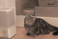 GIF|与加湿器大战三百回合没赢?喵星人:我太难了
