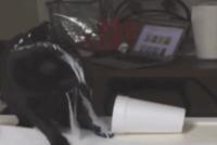 GIF|黑猫喝水变车祸现场:本想一口闷 结果淋一身