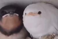 GIF|罕见纯白色小燕子 确定不是从卡通里出来的?
