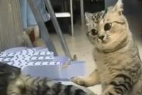 GIF|美食面前不谈感情,是不是你偷了我的鱼干!
