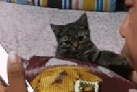 GIF|老爸不让养猫?让猫自己去搞定他吧