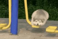 GIF|狗子悠闲荡秋千 网友:这简直是我向往的生活