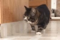 GIF|一只走路顺拐的猫主子 这智商也就告别自行车了