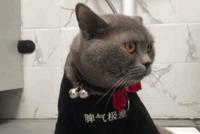 GIF|脾气极差的猫主人上厕所,不小心劈了个叉