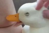 GIF|被摸头的小鸭几 实力演绎“好开心鸭”