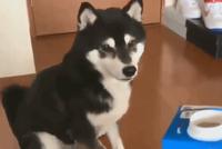 GIF|汪星人跺脚眼巴巴看牛奶:快点,我等不及了!