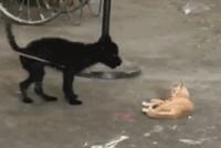 GIF|以不变应万变?论一只猫是如何欺负狗的...