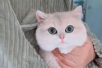 GIF|大眼萌动、迷人眼线...这是谁家的大美猫