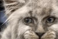 GIF|小猫咪:我丑,但是我很有神