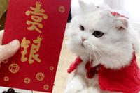GIF|猫给老鼠拜年:红包面前 人人平等