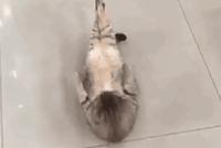 GIF|连猫都在做卷腹,你还在吃?